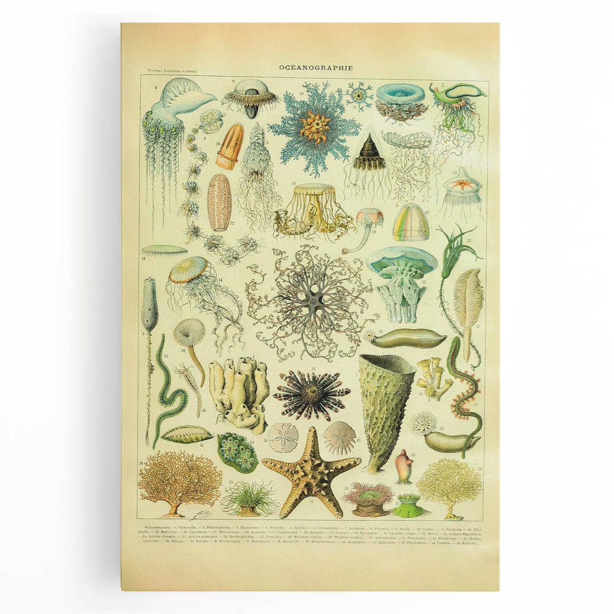 Vintage Oceanography Illustration - Nature Elements Wall Art Print
