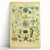 Vintage Oceanography Illustration - Nature Elements Wall Art Print