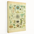 Vintage Oceanography Illustration - Nature Elements Wall Art Print