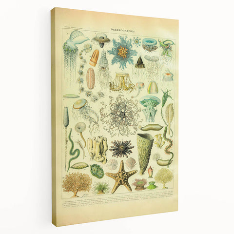 Vintage Oceanography Illustration - Nature Elements Wall Art Print
