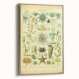 Vintage Oceanography Illustration - Nature Elements Wall Art Print