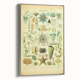 Vintage Oceanography Illustration - Nature Elements Wall Art Print