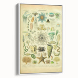 Vintage Oceanography Illustration - Nature Elements Wall Art Print
