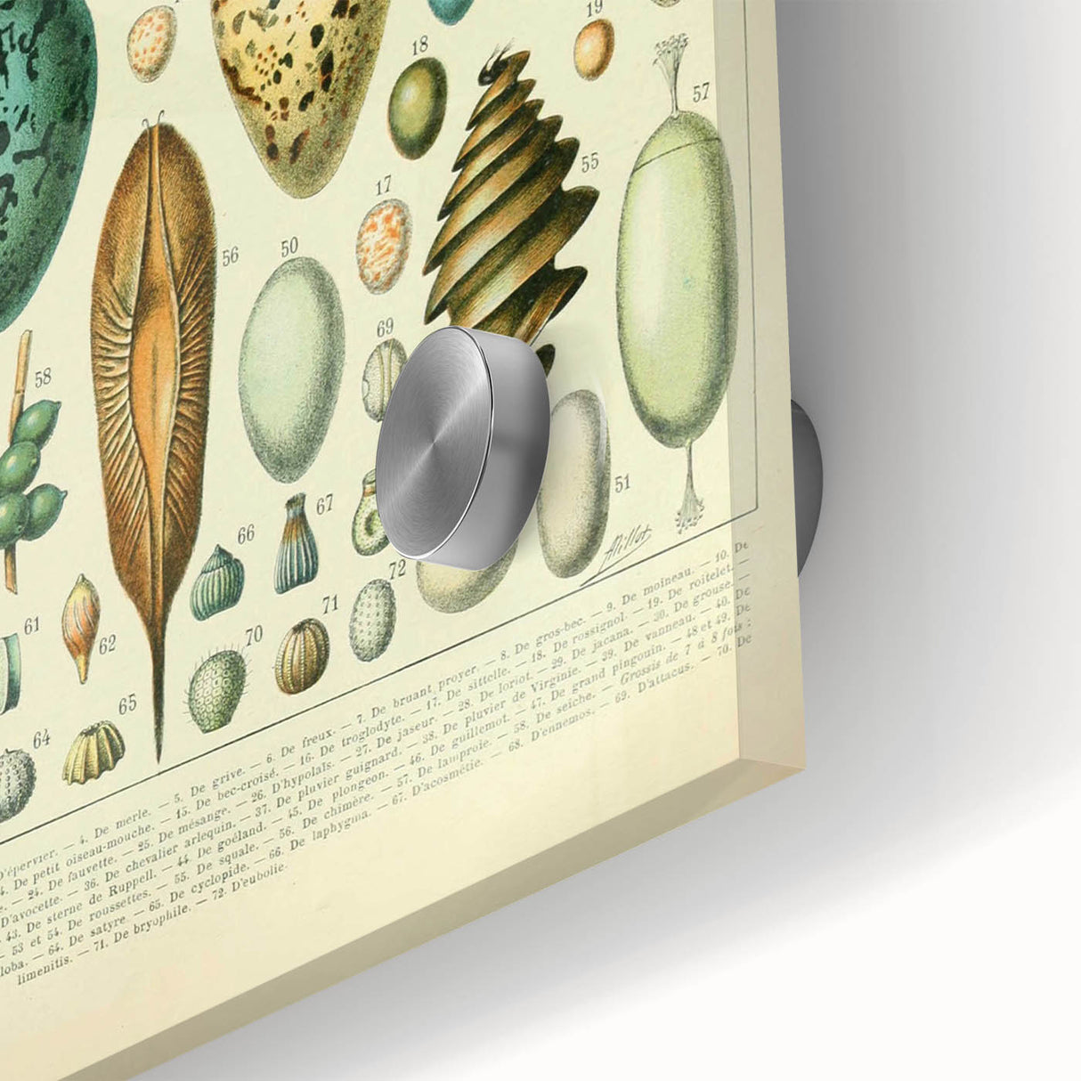 Vintage Egg Illustration - Nature Elements Wall Art Print