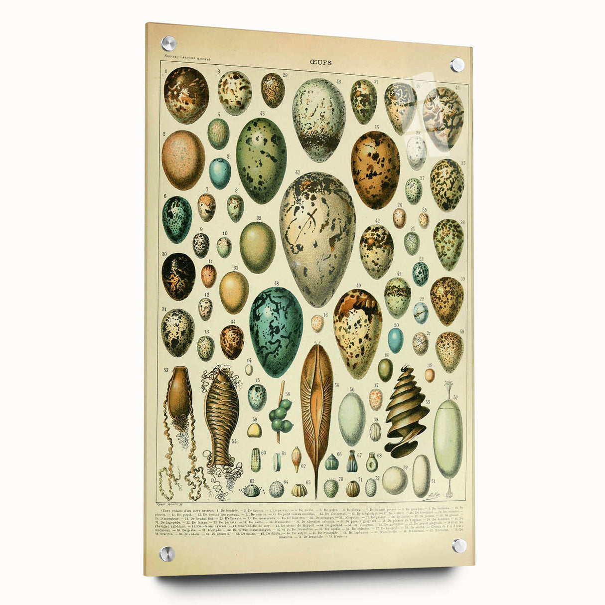 Vintage Egg Illustration - Nature Elements Wall Art Print