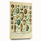 Vintage Egg Illustration - Nature Elements Wall Art Print