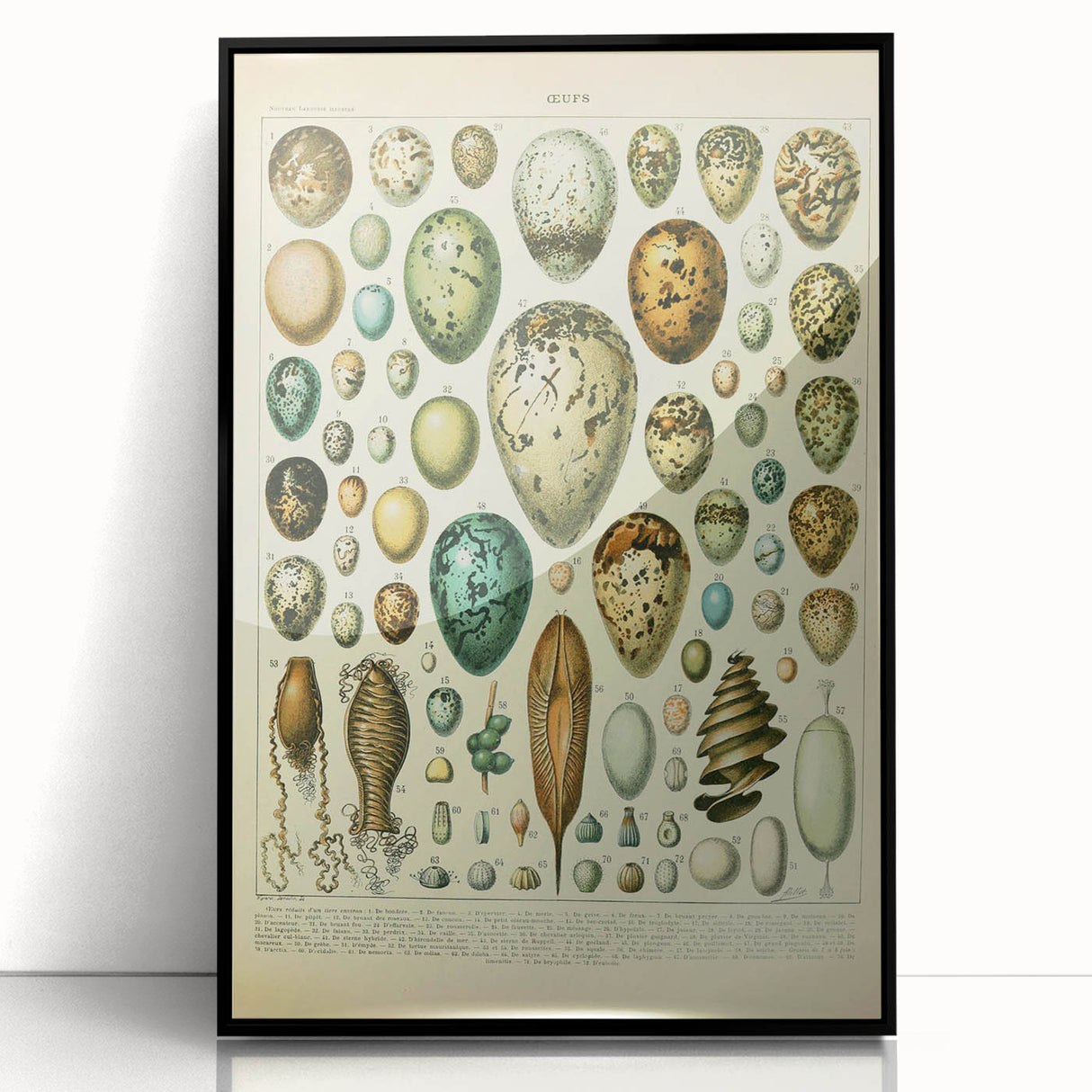 Vintage Egg Illustration - Nature Elements Wall Art Print