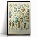 Vintage Egg Illustration - Nature Elements Wall Art Print