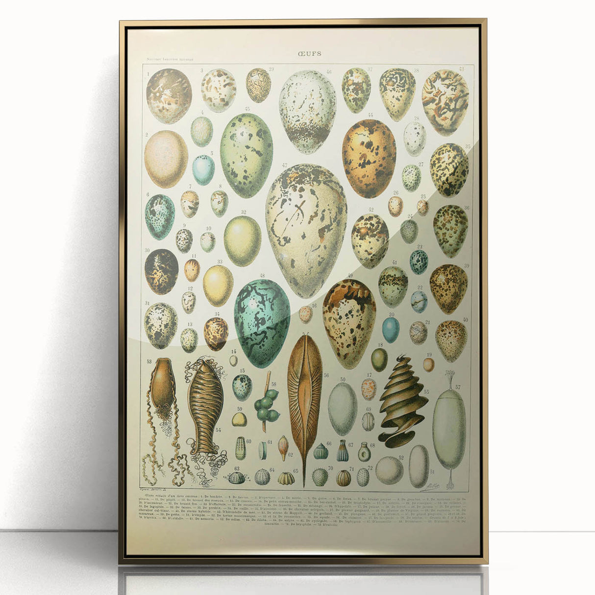 Vintage Egg Illustration - Nature Elements Wall Art Print