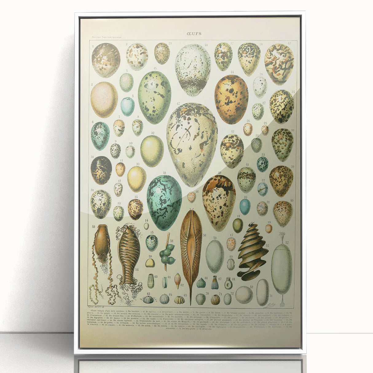 Vintage Egg Illustration - Nature Elements Wall Art Print