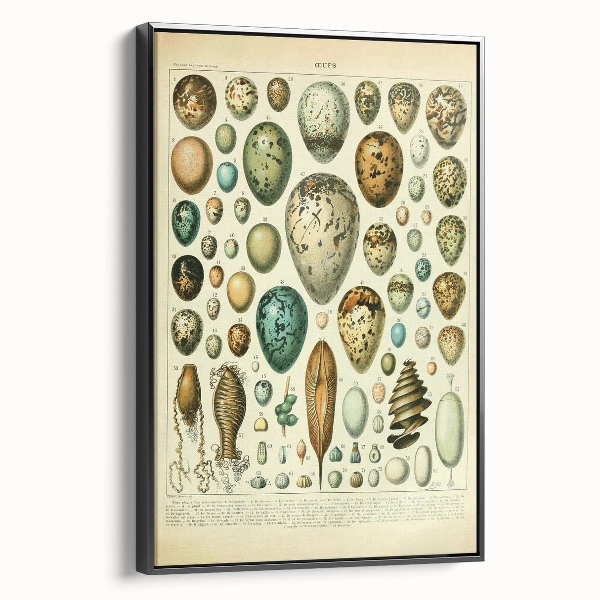 Vintage Egg Illustration - Nature Elements Wall Art Print