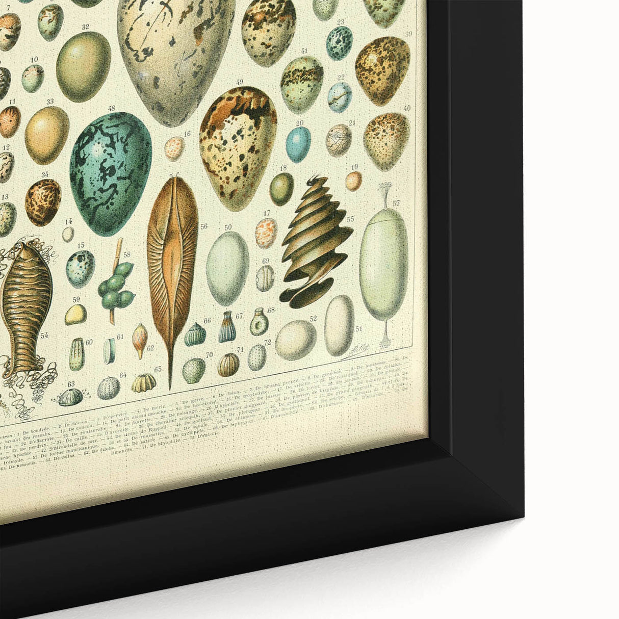 Vintage Egg Illustration - Nature Elements Wall Art Print