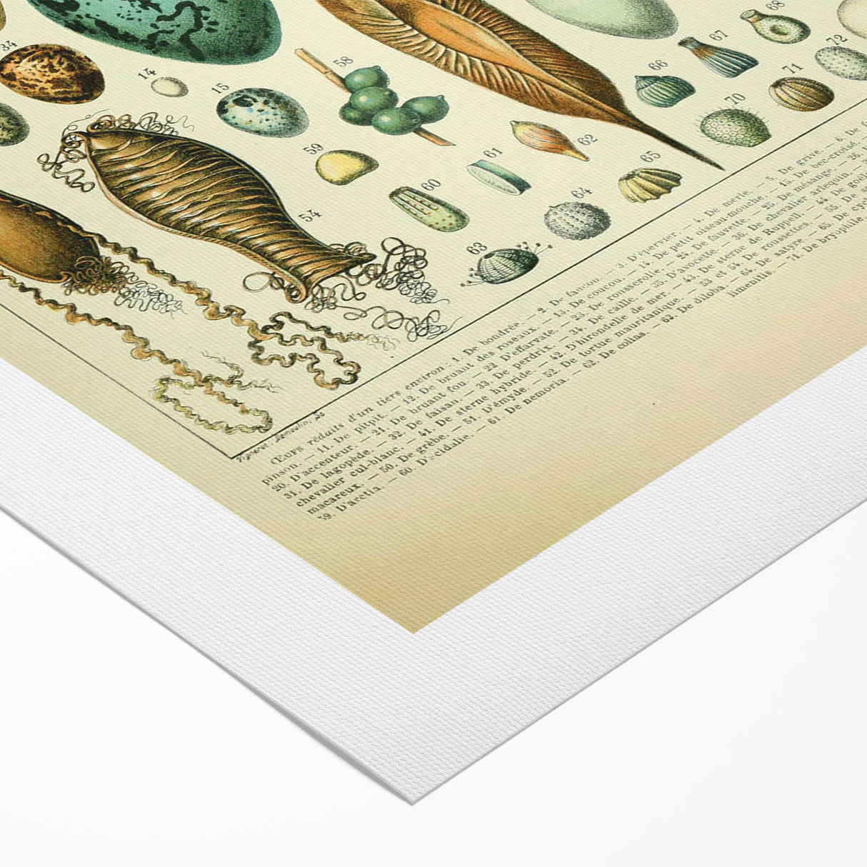 Vintage Egg Illustration - Nature Elements Wall Art Print