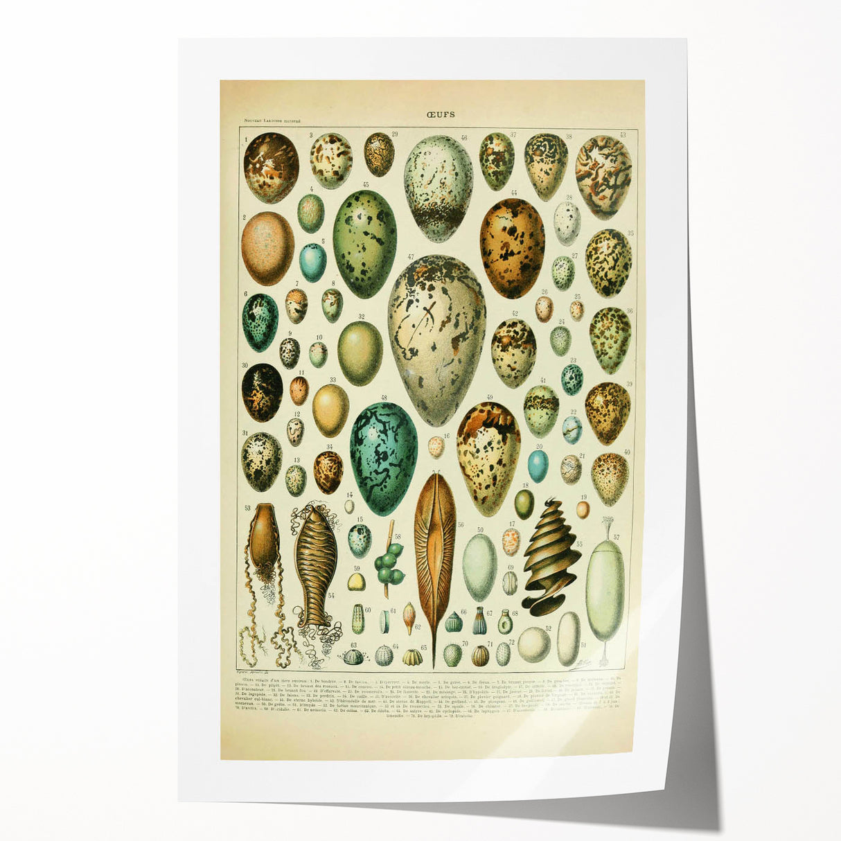 Vintage Egg Illustration - Nature Elements Wall Art Print