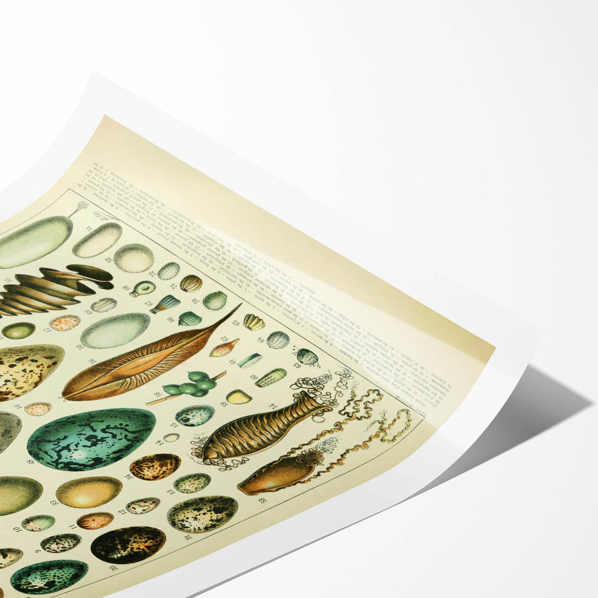 Vintage Egg Illustration - Nature Elements Wall Art Print