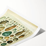Vintage Egg Illustration - Nature Elements Wall Art Print