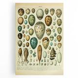 Vintage Egg Illustration - Nature Elements Wall Art Print