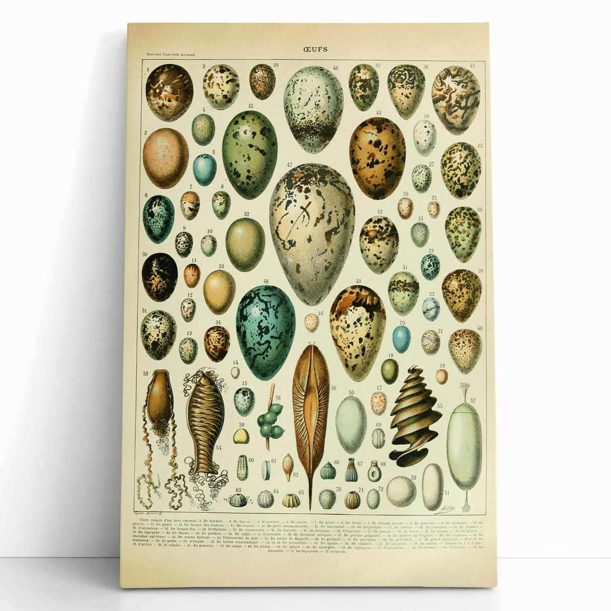 Vintage Egg Illustration - Nature Elements Wall Art Print