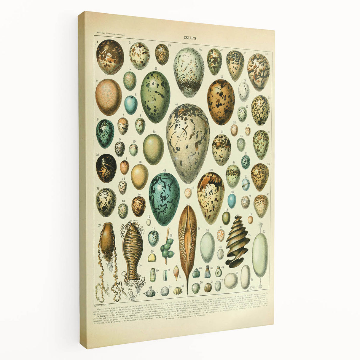 Vintage Egg Illustration - Nature Elements Wall Art Print