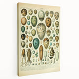 Vintage Egg Illustration - Nature Elements Wall Art Print