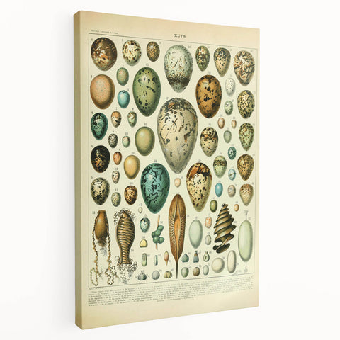Vintage Egg Illustration - Nature Elements Wall Art Print