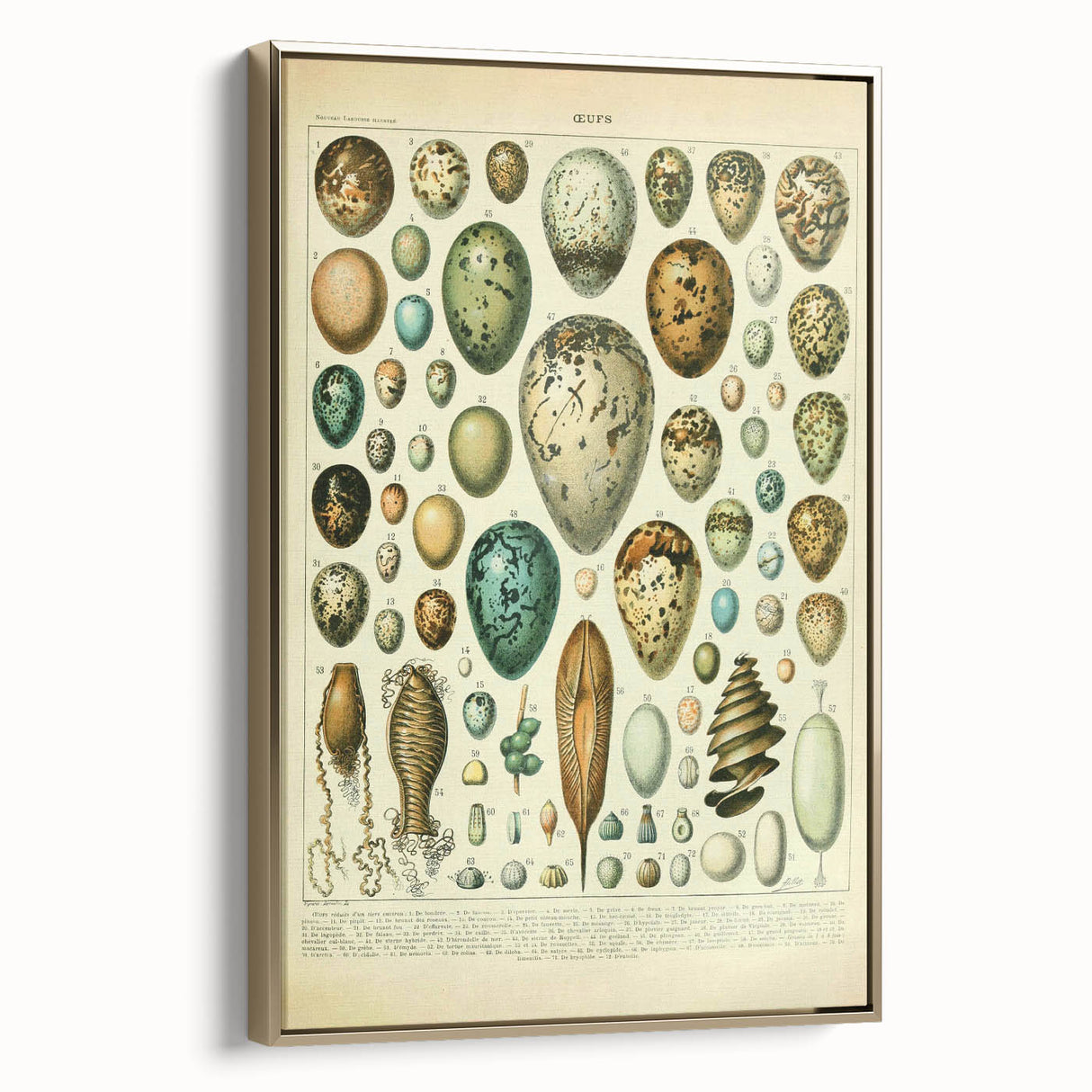 Vintage Egg Illustration - Nature Elements Wall Art Print