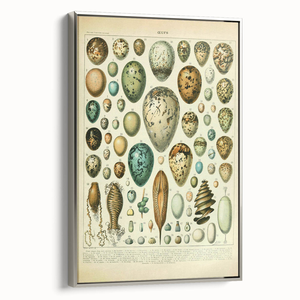 Vintage Egg Illustration - Nature Elements Wall Art Print