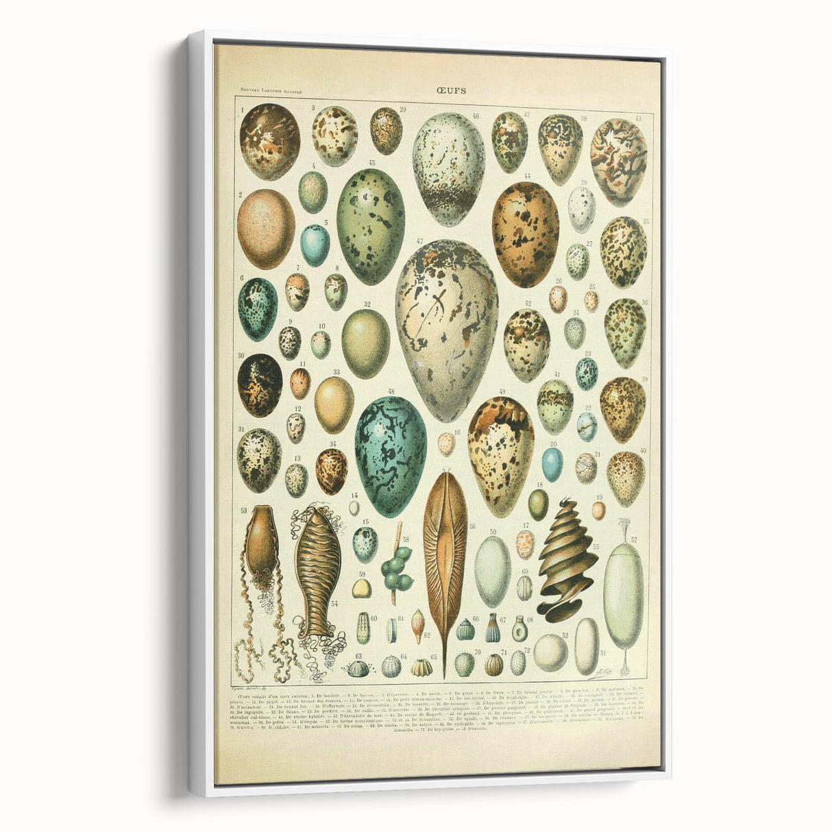Vintage Egg Illustration - Nature Elements Wall Art Print