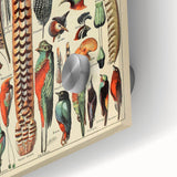 Vintage Bird Feathers Illustration - Nature Elements Wall Art Print