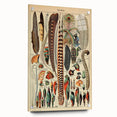 Vintage Bird Feathers Illustration - Nature Elements Wall Art Print