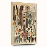 Vintage Bird Feathers Illustration - Nature Elements Wall Art Print