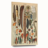Vintage Bird Feathers Illustration - Nature Elements Wall Art Print