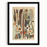 Vintage Bird Feathers Illustration - Nature Elements Wall Art Print