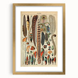 Vintage Bird Feathers Illustration - Nature Elements Wall Art Print