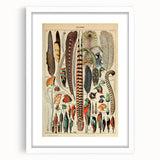 Vintage Bird Feathers Illustration - Nature Elements Wall Art Print