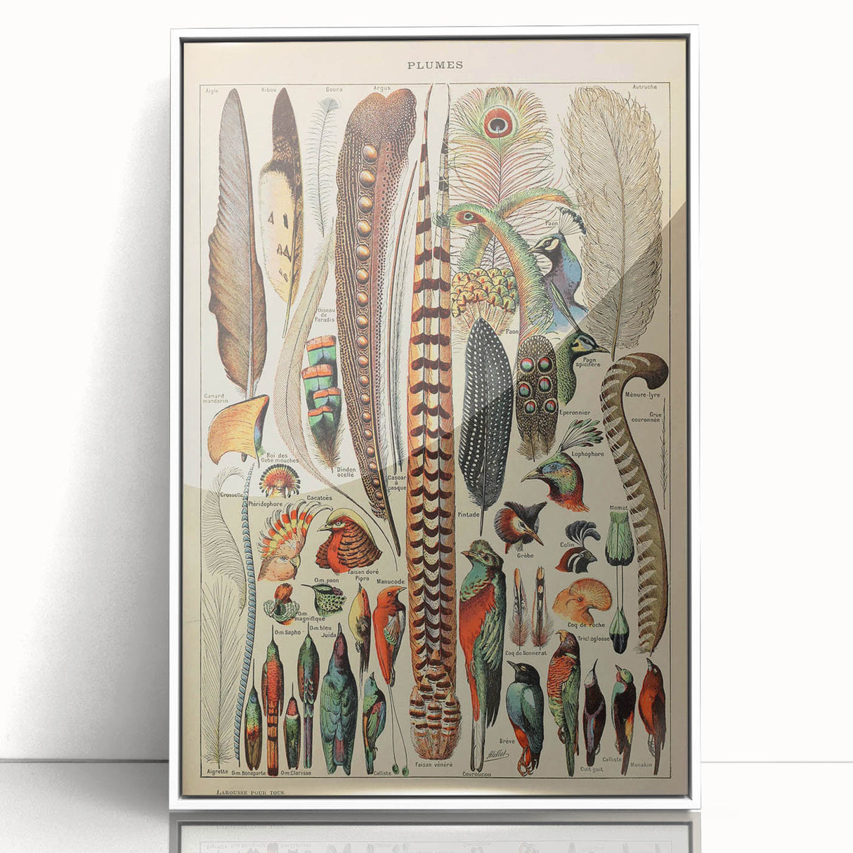 Vintage Bird Feathers Illustration - Nature Elements Wall Art Print