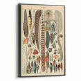 Vintage Bird Feathers Illustration - Nature Elements Wall Art Print