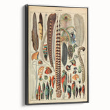 Vintage Bird Feathers Illustration - Nature Elements Wall Art Print