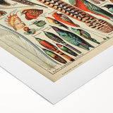 Vintage Bird Feathers Illustration - Nature Elements Wall Art Print