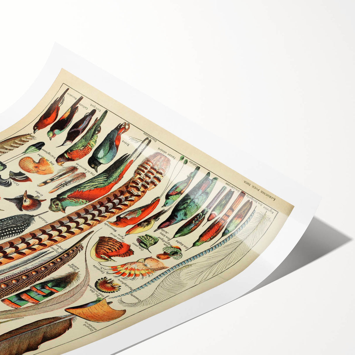 Vintage Bird Feathers Illustration - Nature Elements Wall Art Print
