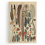Vintage Bird Feathers Illustration - Nature Elements Wall Art Print