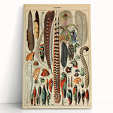 Vintage Bird Feathers Illustration - Nature Elements Wall Art Print