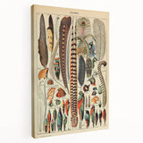 Vintage Bird Feathers Illustration - Nature Elements Wall Art Print