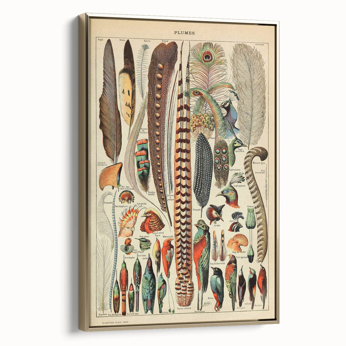 Vintage Bird Feathers Illustration - Nature Elements Wall Art Print