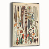 Vintage Bird Feathers Illustration - Nature Elements Wall Art Print