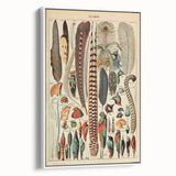 Vintage Bird Feathers Illustration - Nature Elements Wall Art Print