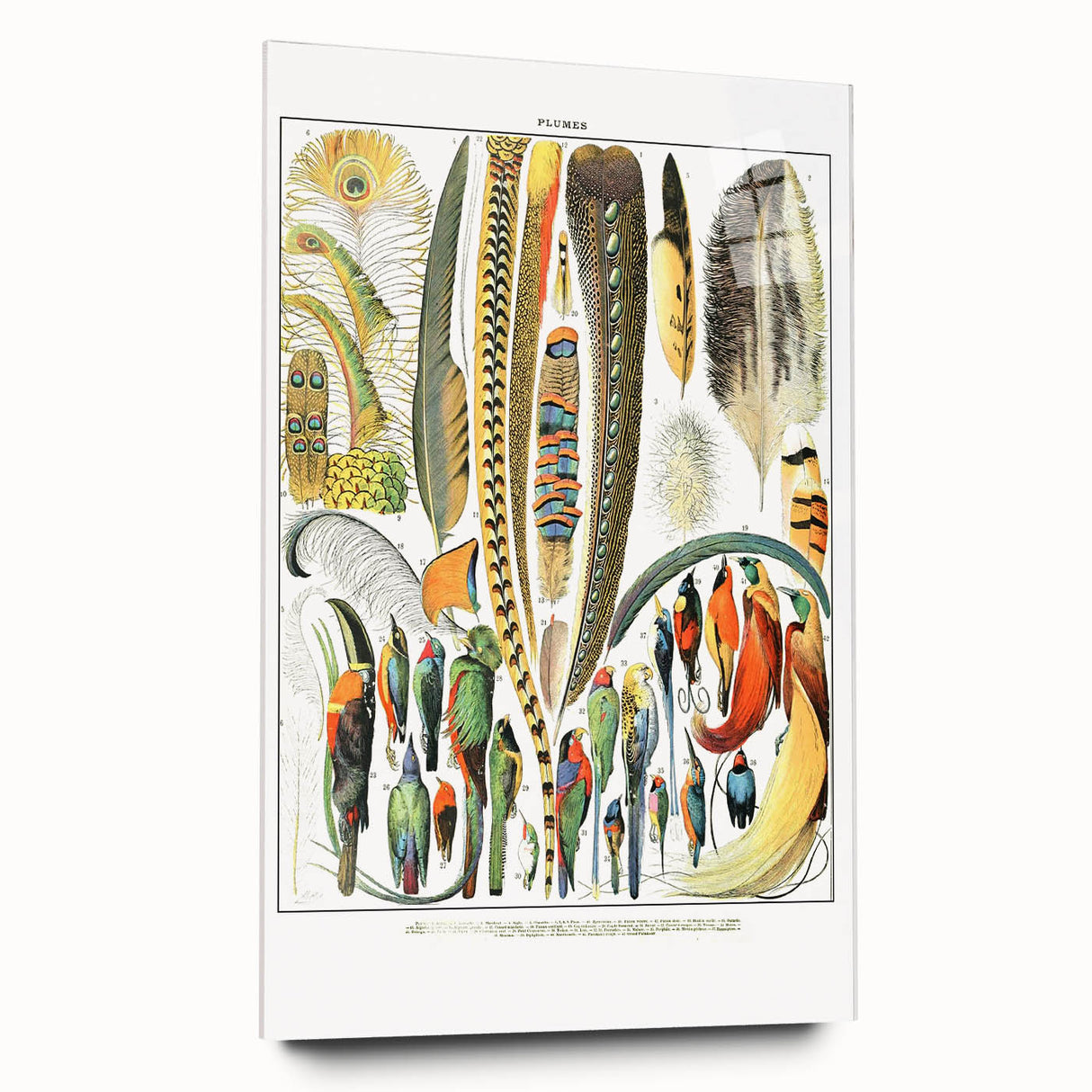Vintage Plumes and Birds Illustration - Nature Elements Wall Art