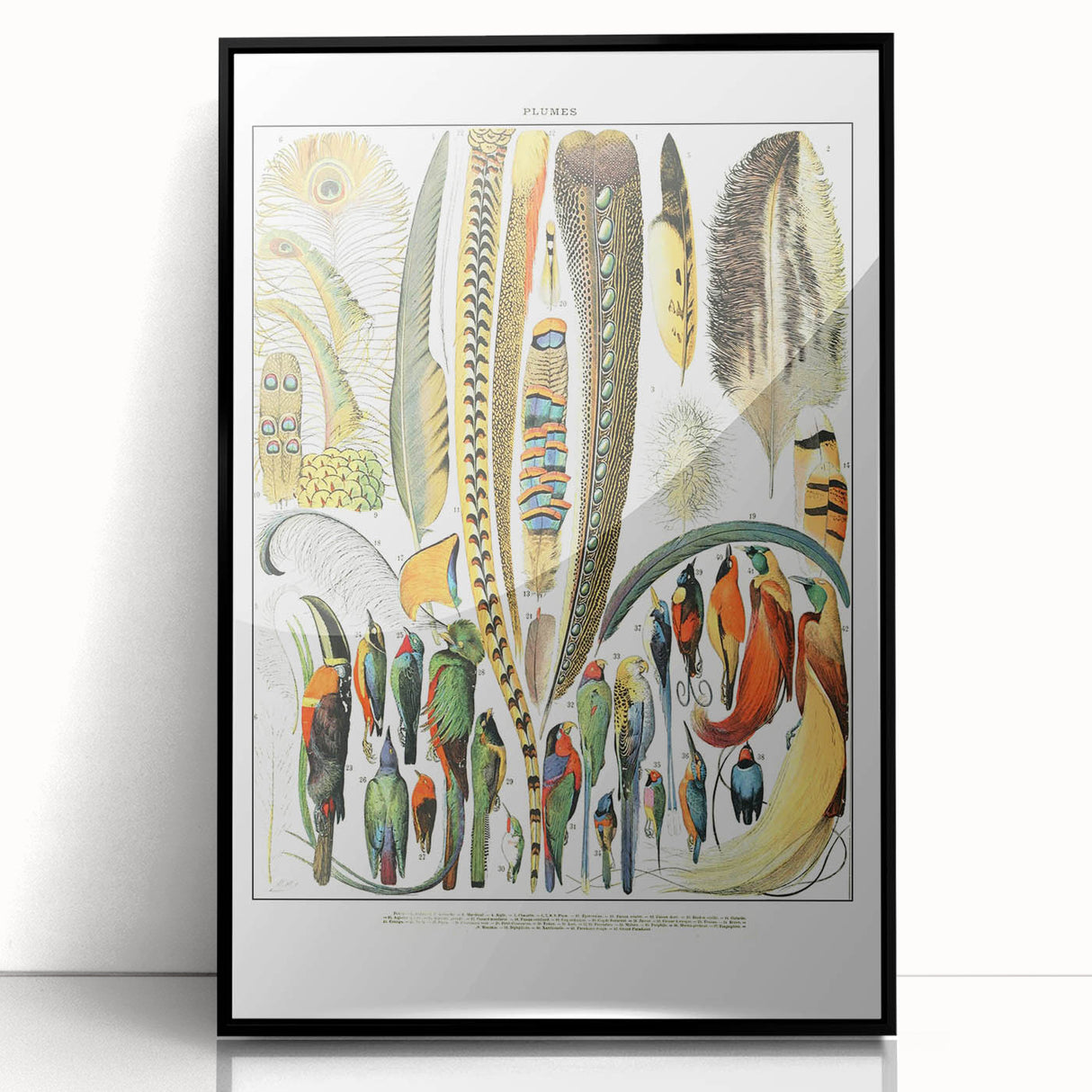 Vintage Plumes and Birds Illustration - Nature Elements Wall Art