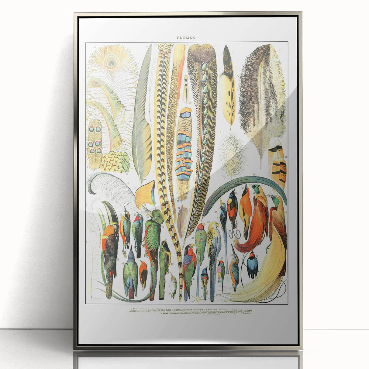 Vintage Plumes and Birds Illustration - Nature Elements Wall Art
