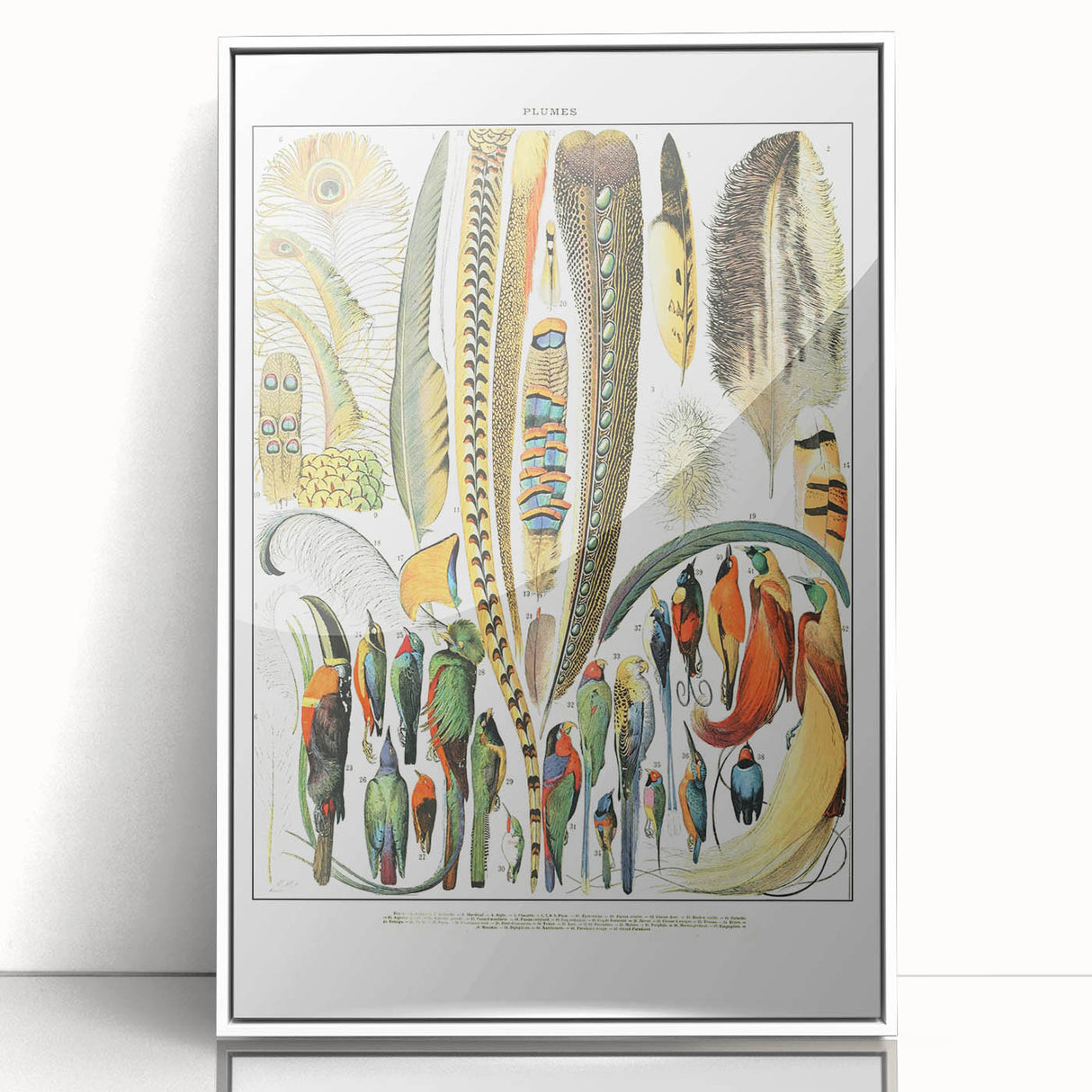 Vintage Plumes and Birds Illustration - Nature Elements Wall Art